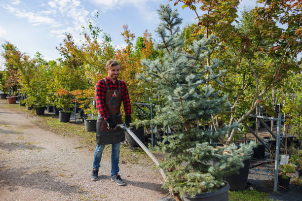 Professional Tree Service in Progress, PA